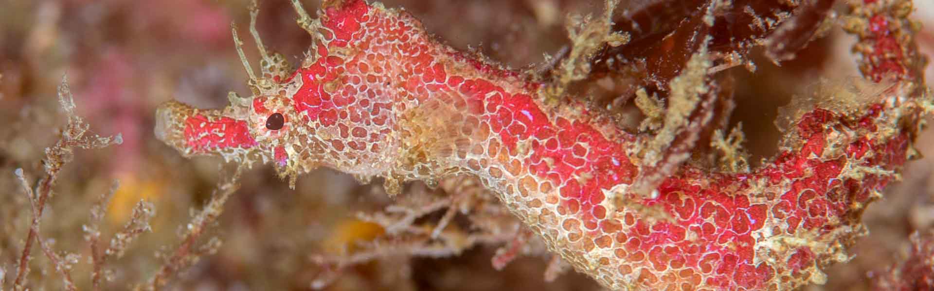 The Hairy Pygmy Pipehorse